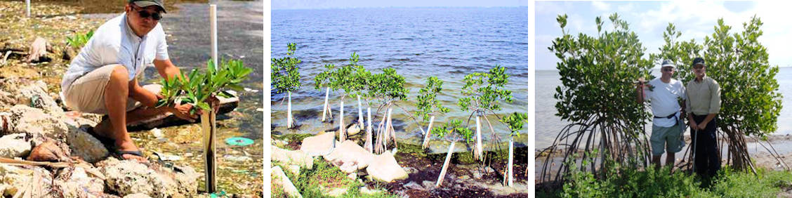 Mangrove Habitat Creation